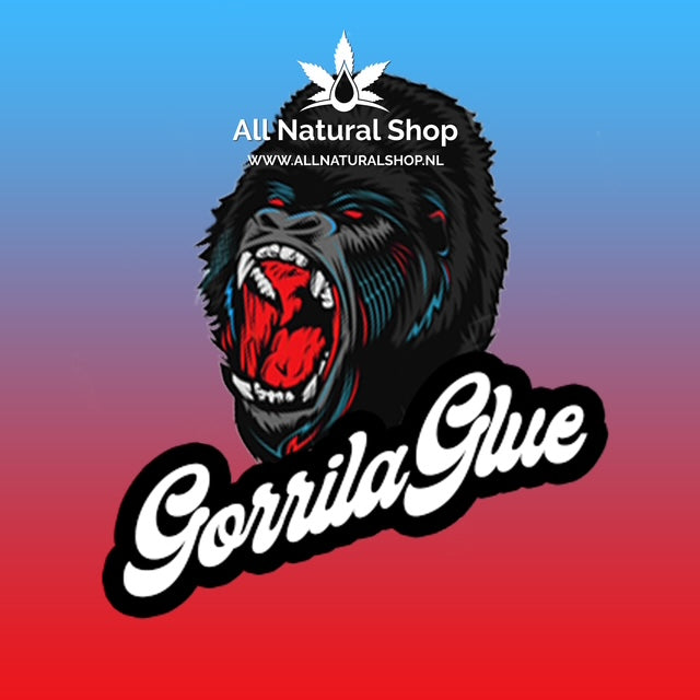Natürliche Terpene Gorilla Glue Genießer-Konzentrate 