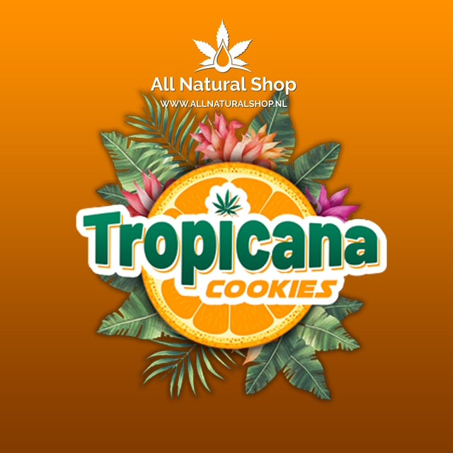 Natural Terpenes Tropicana Cookies Connoisseur Concentrates